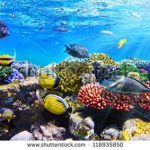 آسمان مجازی طرح ماهی