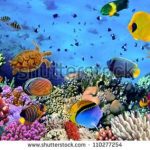 آسمان مجازی طرح ماهی