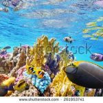 آسمان مجازی طرح ماهی