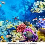 آسمان مجازی طرح ماهی