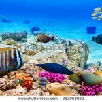 آسمان مجازی طرح ماهی